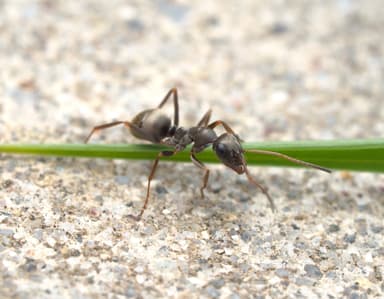 Formica fuscocinerea photo 96