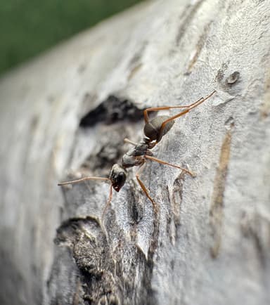 Formica fuscocinerea photo 98
