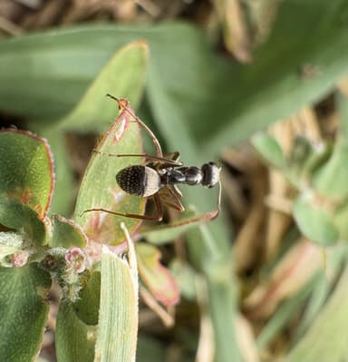 Formica fuscocinerea photo 99