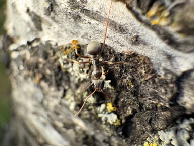 Formica fuscocinerea photo 100