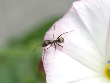 Formica fuscocinerea photo 104
