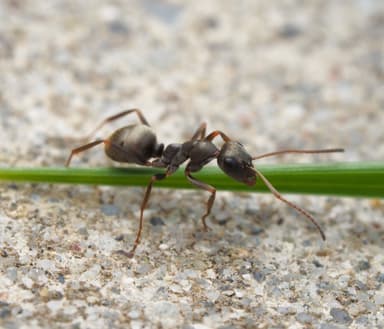 Formica fuscocinerea photo 106