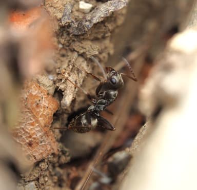 Formica fuscocinerea photo 111