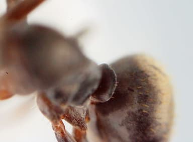 Formica fuscocinerea photo 112