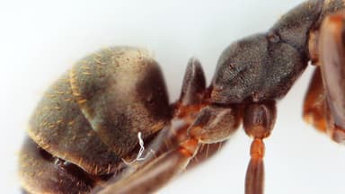 Formica fuscocinerea photo 113