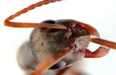 Formica fuscocinerea photo 114