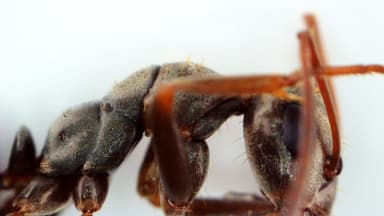 Formica fuscocinerea photo 116