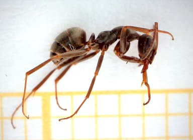 Formica fuscocinerea photo 117