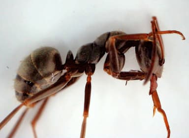 Formica fuscocinerea photo 118