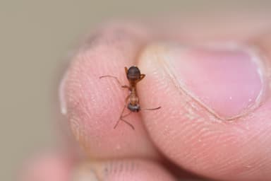Formica fuscocinerea photo 121
