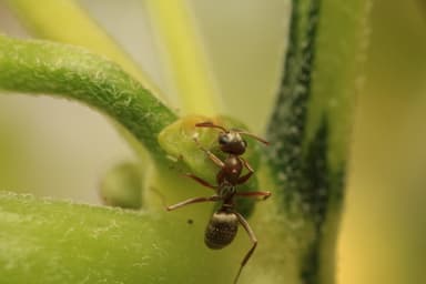 Formica fuscocinerea photo 122