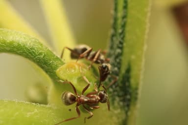 Formica fuscocinerea photo 123