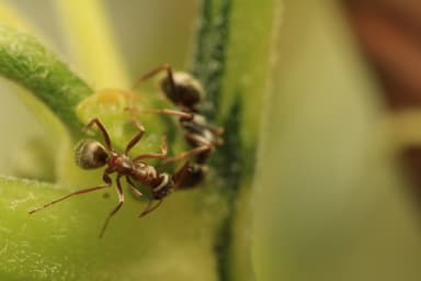 Formica fuscocinerea photo 124