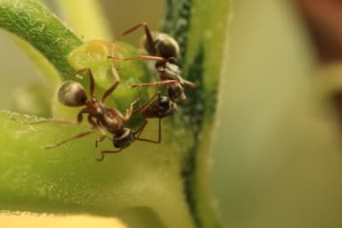 Formica fuscocinerea photo 125