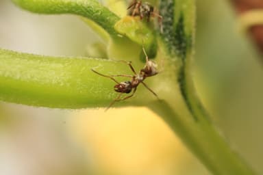 Formica fuscocinerea photo 126