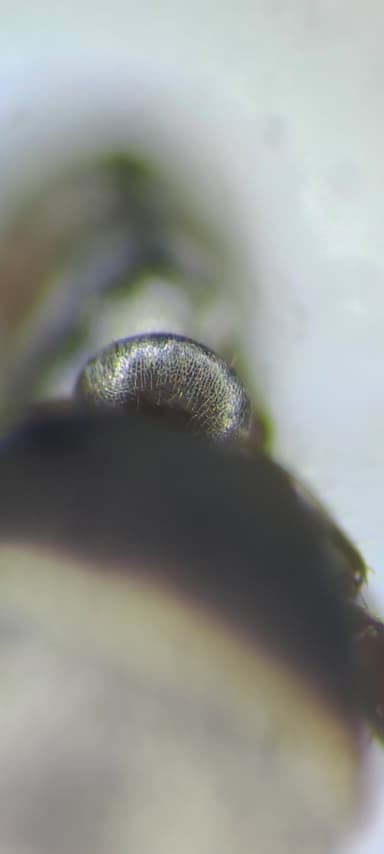 Formica fuscocinerea photo 127