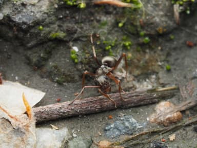 Formica fuscocinerea photo 128