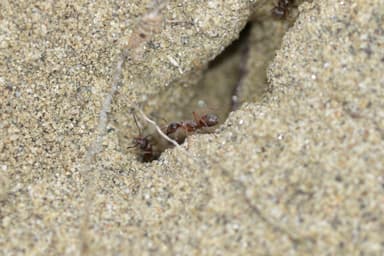 Formica fuscocinerea photo 129