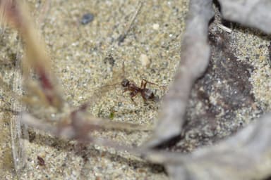Formica fuscocinerea photo 130