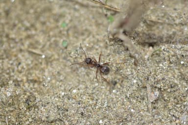 Formica fuscocinerea photo 131