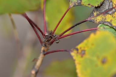 Formica fuscocinerea photo 132
