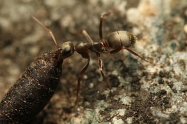 Formica fuscocinerea photo 135