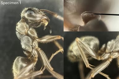 Formica fuscocinerea photo 136