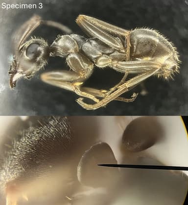 Formica fuscocinerea photo 138