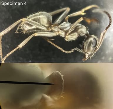 Formica fuscocinerea photo 139