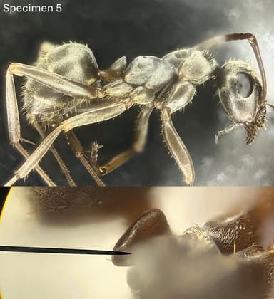Formica fuscocinerea photo 140