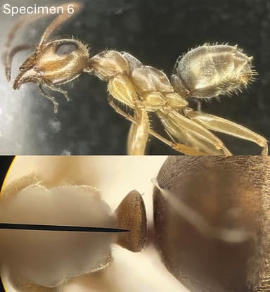 Formica fuscocinerea photo 141