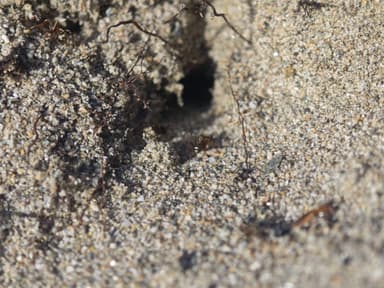 Formica fuscocinerea photo 143