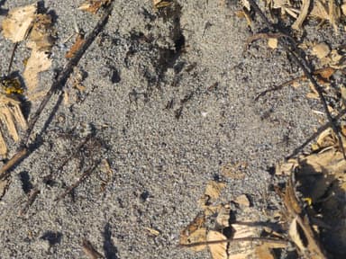 Formica fuscocinerea photo 144