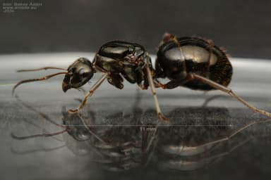 Formica gagates photo 5