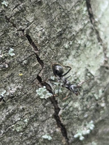 Formica gagates photo 34