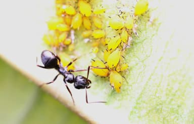 Formica glacialis photo 10