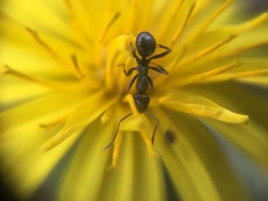 Formica glacialis photo 11