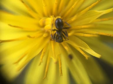 Formica glacialis photo 12