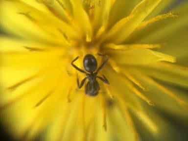 Formica glacialis photo 13