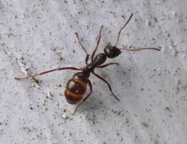 Formica glacialis photo 14