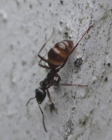 Formica glacialis photo 15