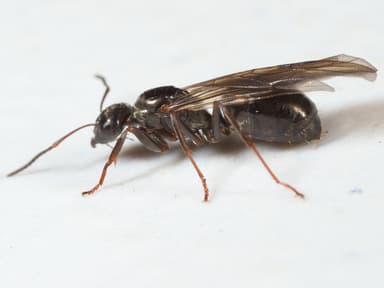 Formica glacialis photo 19