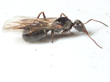 Formica glacialis photo 21