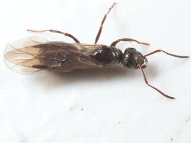 Formica glacialis photo 22