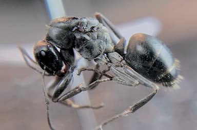 Formica glacialis photo 23