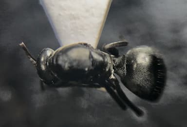 Formica glacialis photo 24