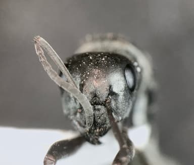 Formica glacialis photo 25