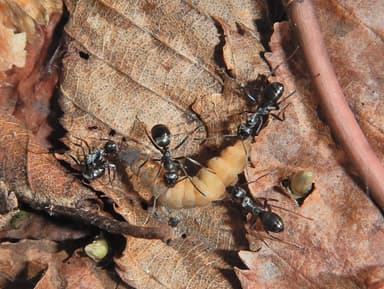 Formica glacialis photo 27