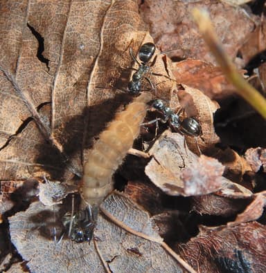Formica glacialis photo 28