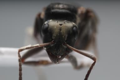 Formica glacialis photo 30